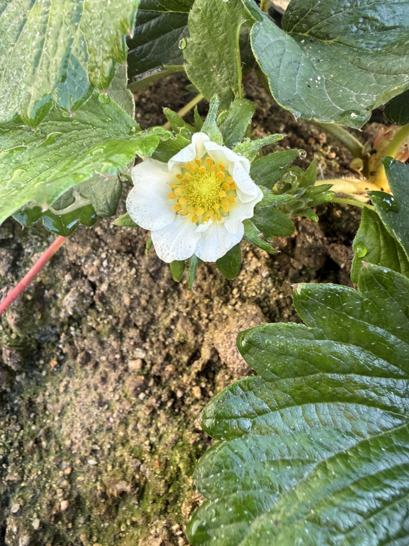 今年的碗苗上花快