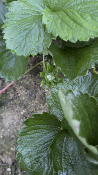 控不住就坏，控好了，比二冷冻快