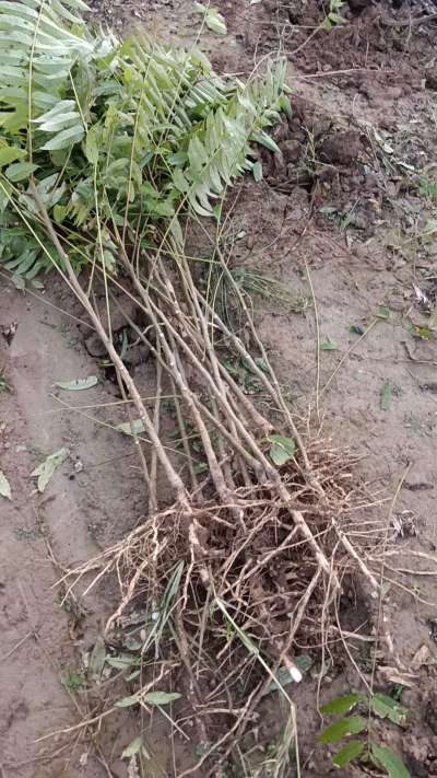 出售臭椿苗，巨峰葡萄苗。药用连翘苗，科研五号优质种苗，2/5年苗，药用连翘树，挂果树，全国包邮到家！财富密码18534302961