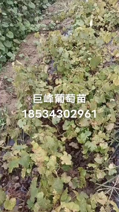 出售早熟巨峰葡萄苗。药用连翘苗，科研五号优质种苗，2/5年苗，药用连翘树，挂果树，全国包邮到家！财富密码18534302961