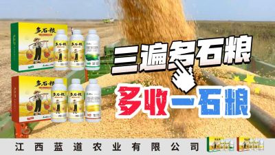 冬季种植，油菜，小麦，草莓等作物的，出现了除草剂药害，黄叶，僵苗，苗不长等问题，马上用多石粮，确保5天见到效果。