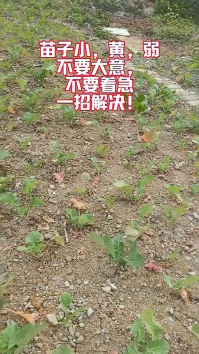 油菜苗子弱苗子小，就用多石粮，5天见效果。