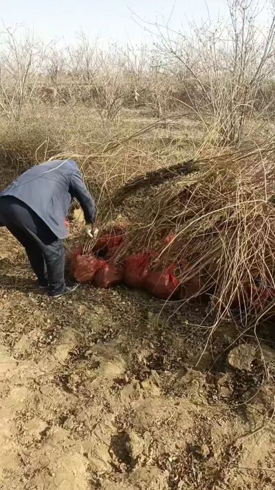 出售药用连翘苗，科研五号优质种苗，2/5年苗，药用连翘树，挂果树，全国包邮到家！财富密码18534302961出售药用连翘苗，科研五号优质种苗，2/5年苗，药用连翘树，挂果树，全国包邮到家！财富密码1