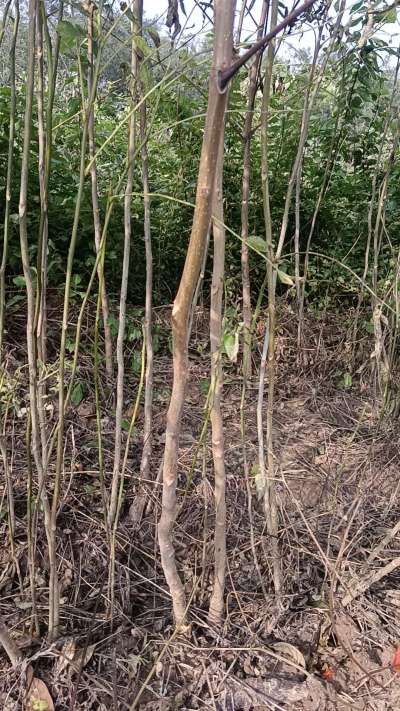 出售臭椿苗，巨峰葡萄苗。药用连翘苗，科研五号优质种苗，2/5年苗，药用连翘树，挂果树，全国包邮到家！财富密码18534302961