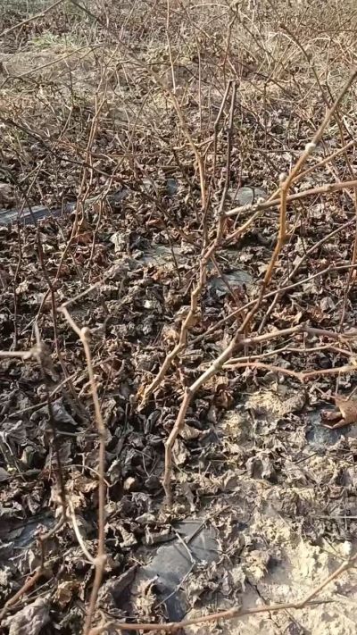 户太八号葡萄苗，，一年扦插苗，需要联系我