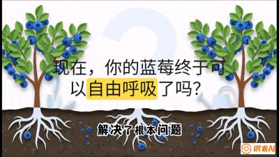 第3节：别把树&ldquo;憋死&rdquo;&mdash;&mdash;正确的定植与换盆手法,   课程：《蓝莓&ldquo;高产&rdquo;实战课：从选苗到丰收的10个关键点》