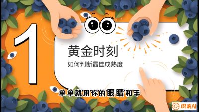 第10节：完美的&ldquo;果粉&rdquo;&mdash;&mdash;采摘时机与保鲜， 课程：《蓝莓&ldquo;高产&rdquo;实战课：从选苗到丰收的10个关键点》