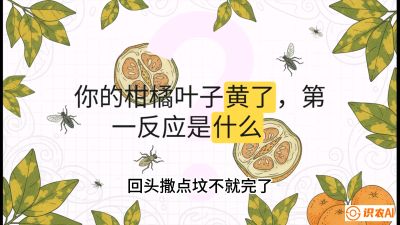 第一节：保命生死线&mdash;&mdash;黄龙病与木虱，课程：《柑橘十大病虫害：从入门到精通》