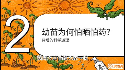 第02节：幼树管理&mdash;&mdash;&ldquo;防晒又防草，树势起得早&rdquo;，课程：《槟榔种植：从不懂到精通的10堂必修课》