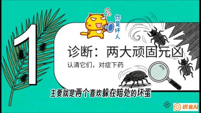 第06节：顽固虫害防治&mdash;&mdash;&ldquo;钻心虫与红蜘蛛，打准时间才服输&rdquo;《槟榔种植：从不懂到精通的10堂必修课》