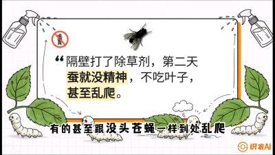 第05节：养蚕人的&ldquo;排雷战&rdquo;&mdash;&mdash;除草剂的生死禁忌，课程：《桑海淘金：桑树高产与蚕桑安全进阶实战课》