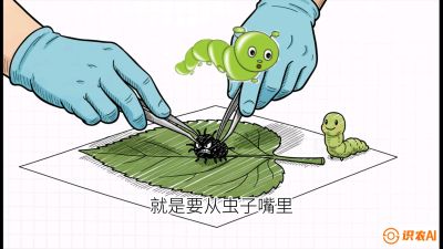 第07节：虫口夺叶（下）&mdash;&mdash;不得不打药时的&ldquo;解毒术&rdquo;，课程：《桑海淘金：桑树高产与蚕桑安全进阶实战课》