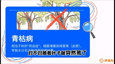 第08节：看不见的杀手&mdash;&mdash;青枯病与萎缩病，课程：《桑海淘金：桑树高产与蚕桑安全进阶实战课》