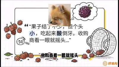 第10节：甜蜜的科学&mdash;&mdash;膨大、增甜与转色，课程：《桑海淘金：桑树高产与蚕桑安全进阶实战课》