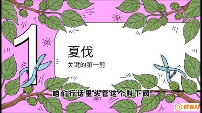 第11节：叶果双收&mdash;&mdash;特殊的夏伐与冬伐，课程：《桑海淘金：桑树高产与蚕桑安全进阶实战课》