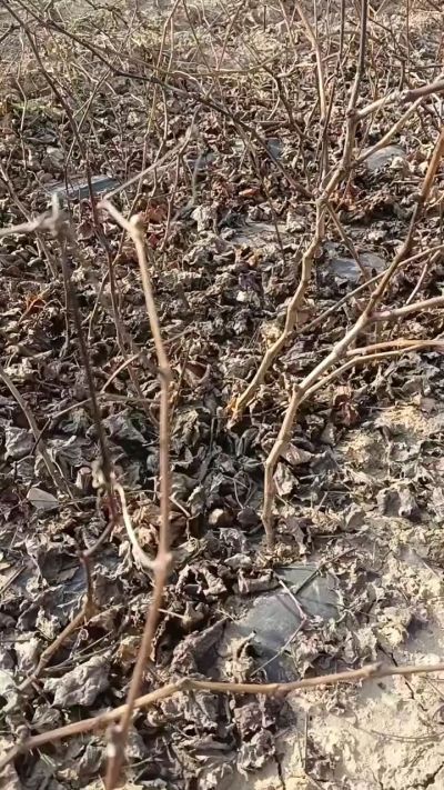 户太八号葡萄苗，一年扦插苗，需要联系，全国包邮到家。18534302961