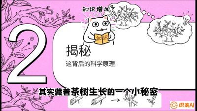 第04节（修剪篇）：树势复活术：从&ldquo;越剪越弱&rdquo;到&ldquo;枝繁叶茂&rdquo;的能量管理与夏秋茶逆袭，课程：《茶金时代：从&ldquo;看天吃饭&rdquo;到&ldquo;精准控局&rdquo;的茶叶高产提质实战课》