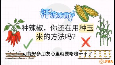 第1节：【品种定江山】工业辣椒vs小米辣：底肥公式与密度陷阱的&ldquo;百万生意经&rdquo;，课程：《辣椒种植实战特训营，从工业辣椒到精品小米辣，教你如何把&ldquo;草&rdquo;种成&ldquo;金&rdquo;》