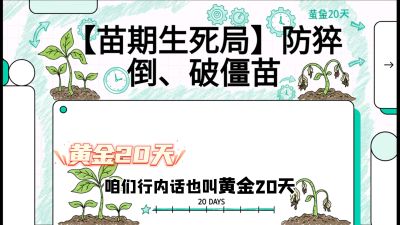 第2节：【苗期生死局】防猝倒、破僵苗，决定后期产量的&ldquo;黄金20天&rdquo;，课程：《辣椒种植实战特训营，从工业辣椒到精品小米辣，教你如何把&ldquo;草&rdquo;种成&ldquo;金&rdquo;》