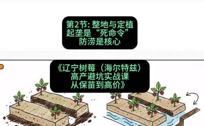 第二节： 整地与定植&mdash;&mdash;起垄是&ldquo;死命令&rdquo;，防涝是核心，课程：《辽宁树莓（海尔特兹）高产避坑实战课：从保苗到高价》