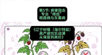 第五节： 病害阻击&mdash;&mdash;专治&ldquo;绝症&rdquo;根腐病与灰霉病，课程：《辽宁树莓（海尔特兹）高产避坑实战课：从保苗到高价》