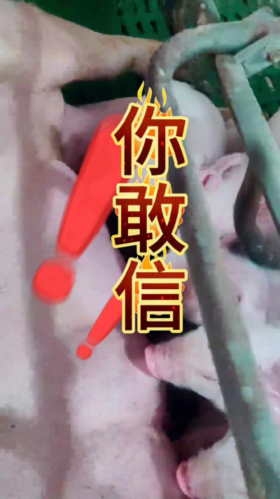 小猪抢不到奶，干瘦不长肉？成活率总上不去？😭
自从用上南商农科这款仔猪补奶机，再也没这烦恼！
✅ 一键设置下料参数，新手也能上手
✅ 恒温补奶，小猪抢着喝，长势超均匀
从车间精工组装到猪场落地使用，每