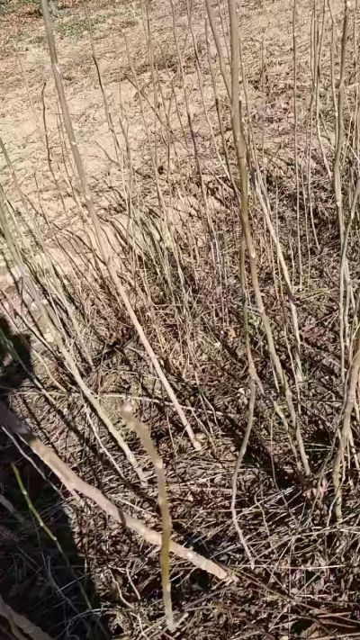 出售臭椿苗，巨峰葡萄苗。药用连翘苗，科研五号优质种苗，2/5年苗，药用连翘树，挂果树，全国包邮到家！财富密码18534302961