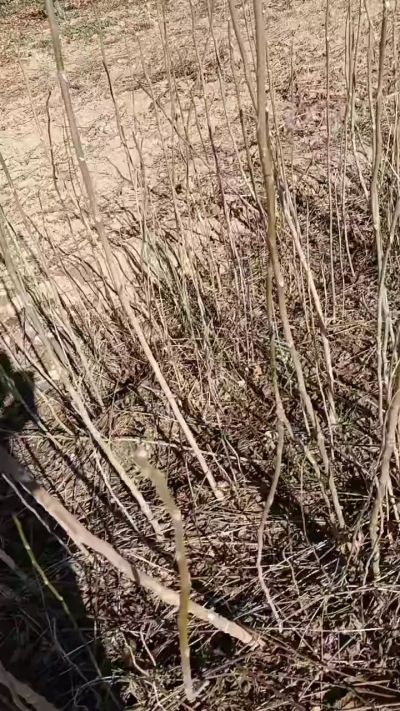 出售臭椿苗，巨峰葡萄苗。药用连翘苗，科研五号优质种苗，2/5年苗，药用连翘树，挂果树，全国包邮到家！财富密码18534302961