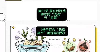 第01节：赢在起跑线&mdash;&mdash;种球的&ldquo;洗澡&rdquo;与&ldquo;消毒&rdquo;，课程：《卷丹百合&ldquo;无病高产&rdquo;植保实战课》#识农AI