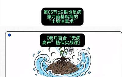 第05节：烂根也是病&mdash;&mdash;镰刀菌基腐病的&ldquo;土壤消毒术&rdquo; ，课程：《卷丹百合&ldquo;无病高产&rdquo;植保实战课》#识农AI