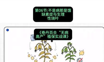 第06节：不是病那是饿&mdash;&mdash;缺素症与生理性烧叶 ，课程：《卷丹百合&ldquo;无病高产&rdquo;植保实战课》#识农AI