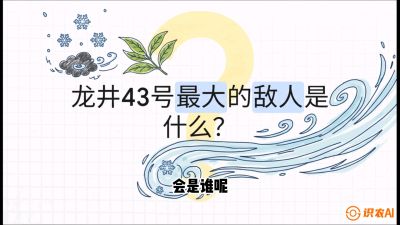 第04节：龙井双璧&mdash;&mdash;龙井43与群体种的差异化护养（重点），课程：《茗茶卫士&mdash;&mdash;茶叶病虫害绿色防控实战课》#识农AI