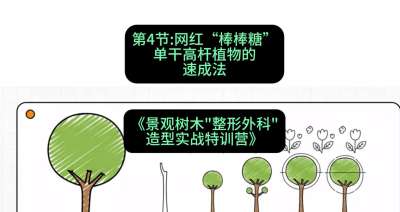 第04节：网红&ldquo;棒棒糖&rdquo;&mdash;&mdash;单干高杆植物的速成法，课程：《景观树木&ldquo;整形外科&rdquo;造型实战特训营》#识农AI