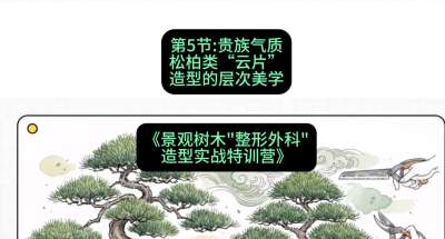 第05节：贵族气质&mdash;&mdash;松柏类&ldquo;云片&rdquo;造型的层次美学，课程：《景观树木&ldquo;整形外科&rdquo;造型实战特训营》#识农AI