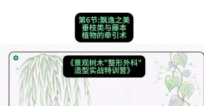 第06节：飘逸之美&mdash;&mdash;垂枝类与藤本植物的牵引术，课程：《景观树木&ldquo;整形外科&rdquo;造型实战特训营》#识农AI