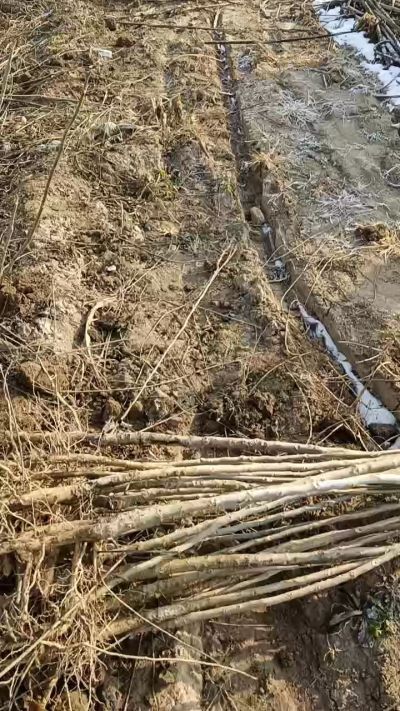 臭椿树苗，一年苗，需要联系18534302961