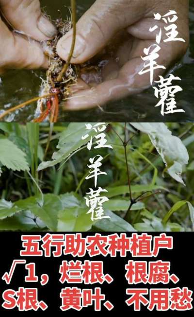 177，1907，0725，V 同号
1  老乡们！种淫羊藿不用乱买肥，咱这款专用肥，针对淫羊藿习性配的，壮苗防烂根，采收多卖钱，用过都回头！
2  咱种淫羊藿图的就是省心高产！专用肥薄肥勤施，苗不烧