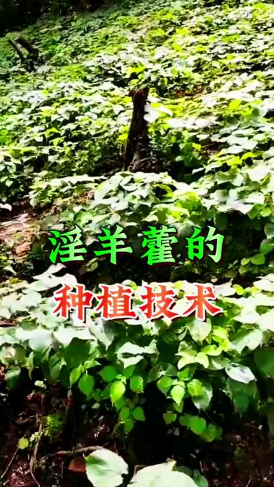 揭秘&ldquo;仙草&rdquo;淫羊藿的种植密码！耐严寒耐贫瘠，林下套种不占耕地，管理简单还能套种其他作物，一亩地的投入两亩地的收益～ 想返乡创业的赶紧码住！ #淫羊藿种植技术 #返乡创业项目 #药材种植指南 #农业新风