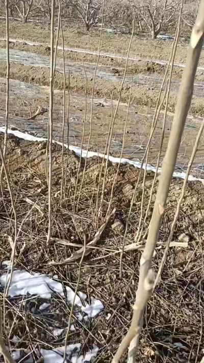 臭椿苗，一年苗，需要联系我，全国包邮到家。18534302961