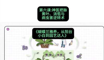 第六节：神医把脉：黄叶、消苞与病虫害逆转术，课程：《蝴蝶兰雅养六讲：从阳台小白到园艺达人》#识农AI