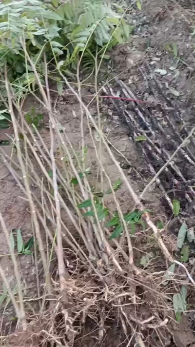 出售臭椿苗，巨峰葡萄苗。药用连翘苗，科研五号优质种苗，2/5年苗，药用连翘树，挂果树，全国包邮到家！财富密码18534302961